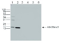 H3K36me3 | Histone H3 trimethylated lysine 36 (ChIP grade) in the group Antibodies Plant/Algal  / DNA/RNA/Cell Cycle / Epigenetics/DNA methylation at Agrisera AB (Antibodies for research) (AS16 3196)